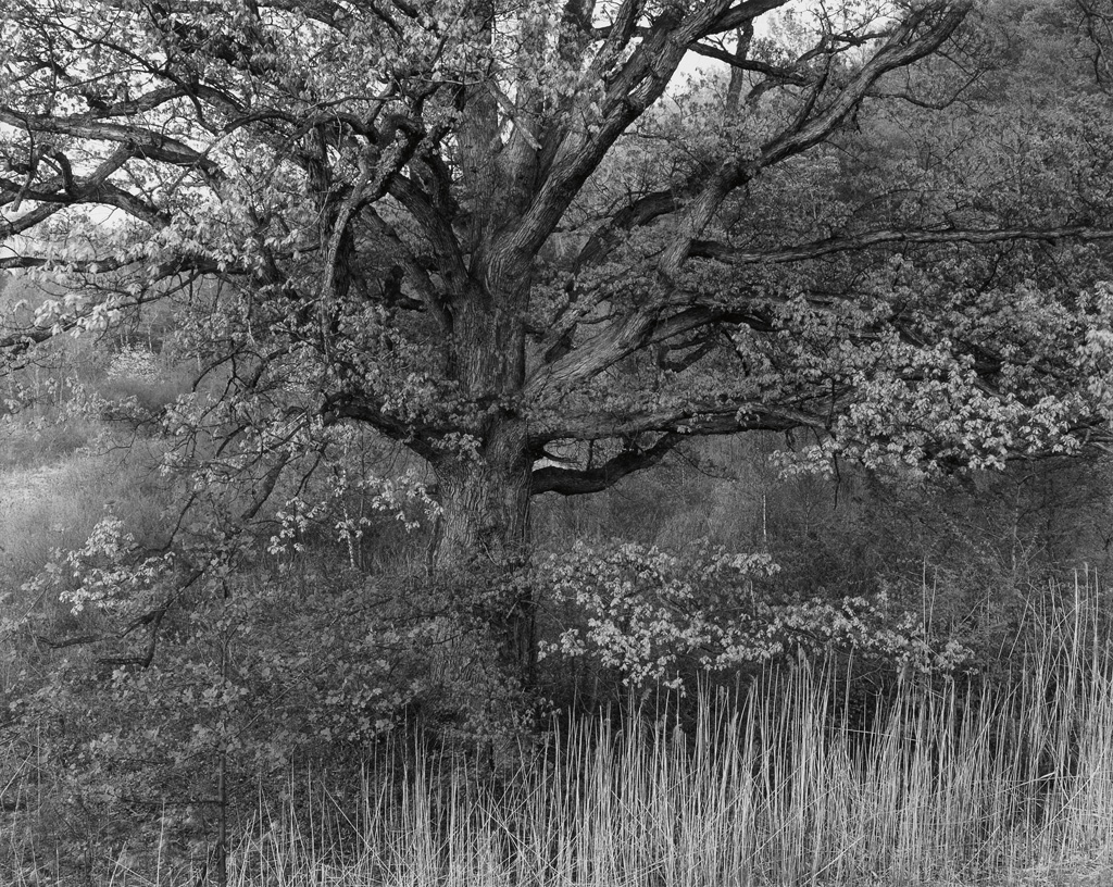 GEORGE A. TICE (1938- ) Oak Tree, Holmdel, New Jersey.